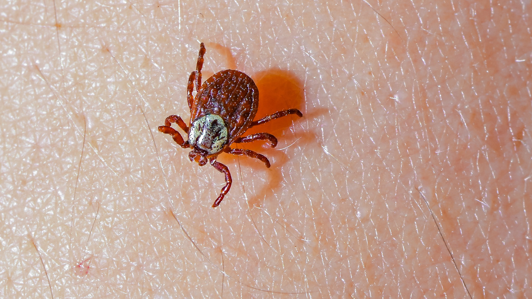    Фото: Patrick Pleul/Globallookpress