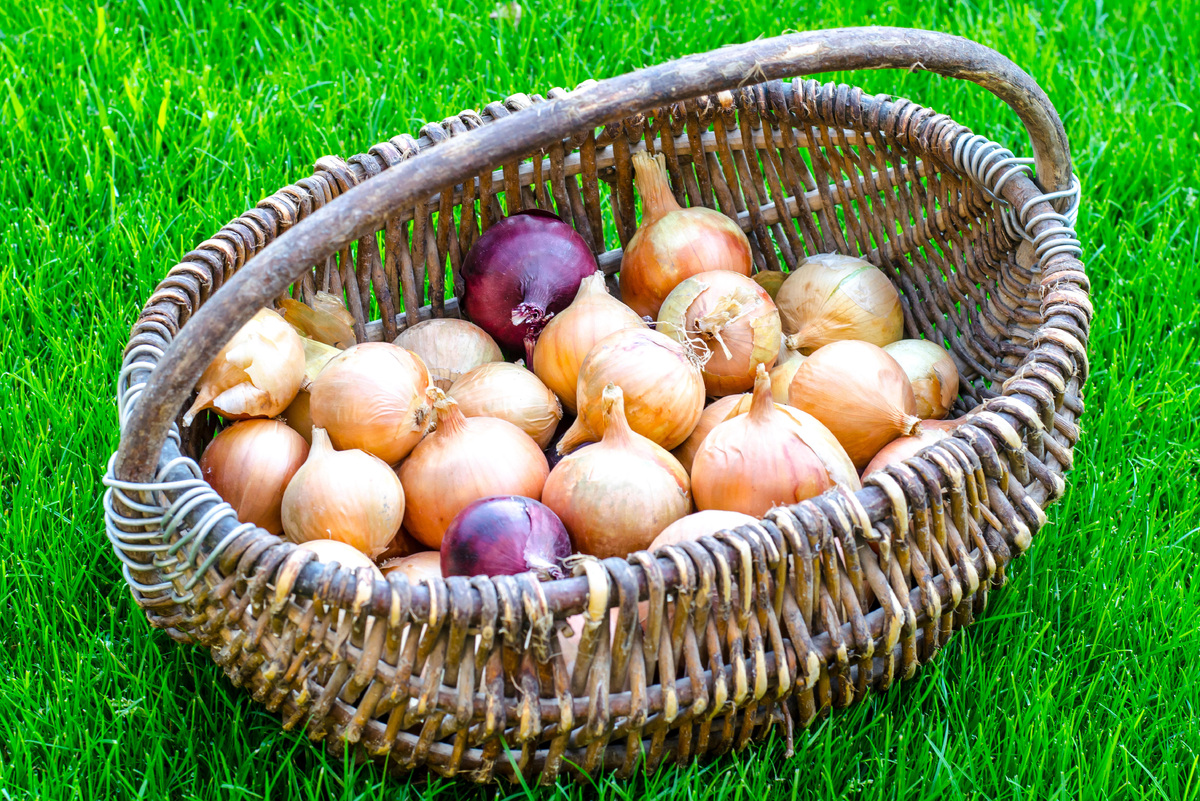     Как получить собственные семена лука: два способа от опытных огородников