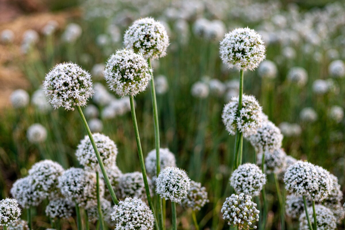    Созревающие семена лукаLegion-Media