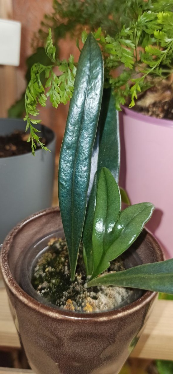 Microsorum thailandicum