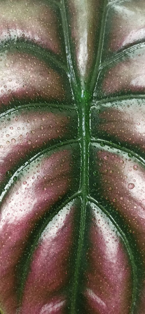 Alocasia Red Secret  