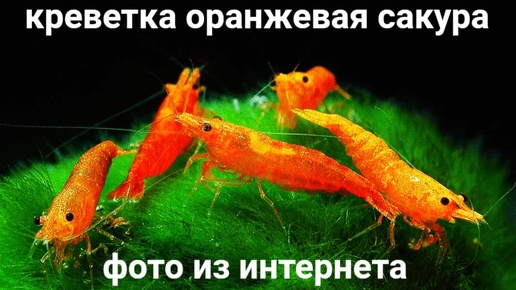 Начинаю запуск #креветочника 08.10.24 #goldfish #грунт_пропант , сажаю СЕМЕНА растений #Глоссостигма