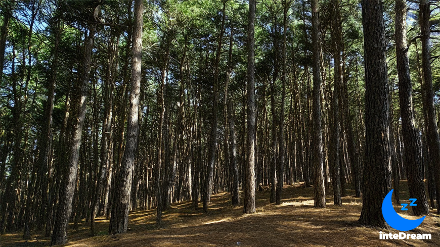 Статья написана с использованием научной терминологии и опирается на современные представления о нейробиологии сна и психологии сновидений. Она предоставляет комплексный взгляд на феномен сновидений о лесе, объединяя знания из различных областей нейронауки и психологии.