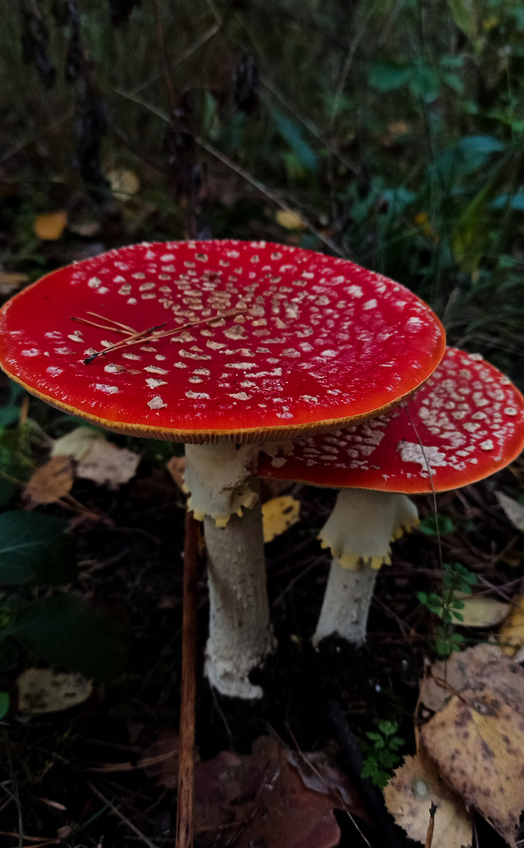 Октябрьские мухоморы 2022.