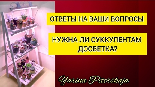 Нужна ли суккулентам досветка.