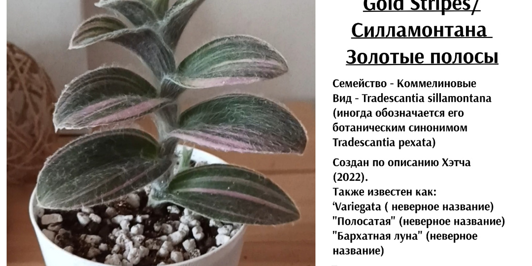 Силламонтана Золотые полосы/Sillamontana Gold Stripes