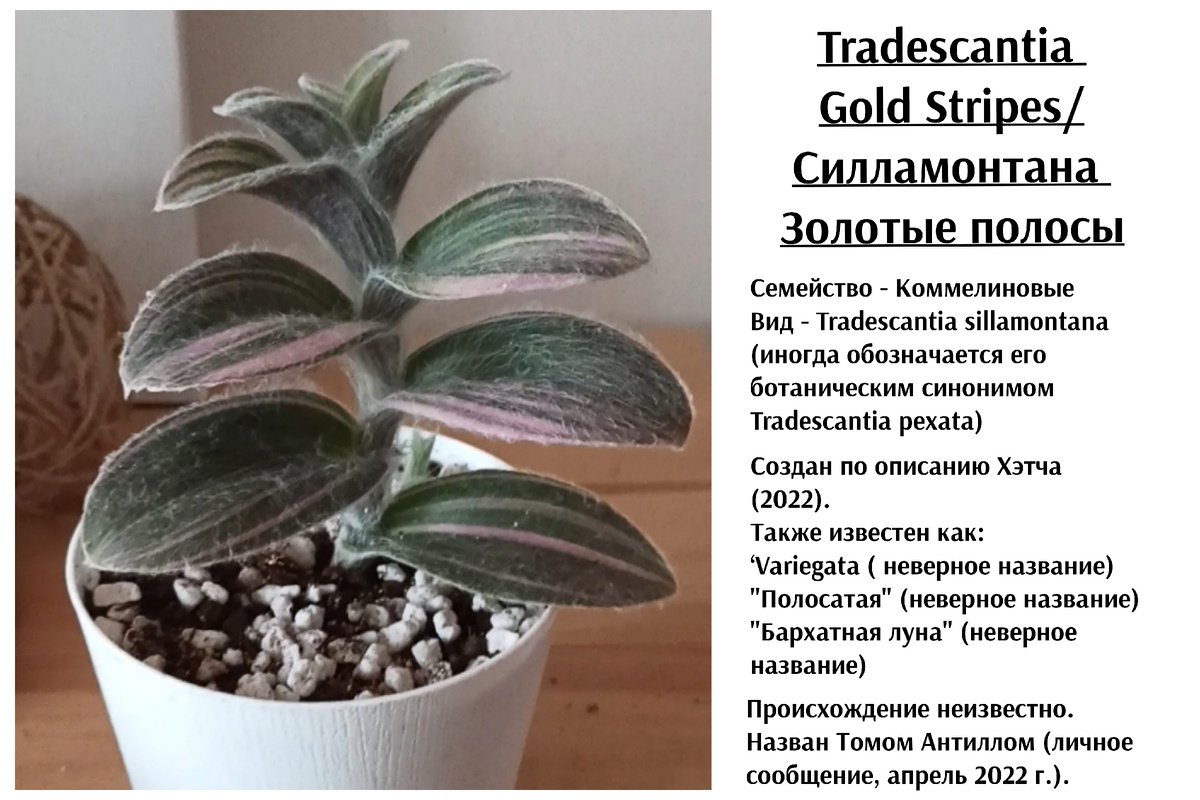 Tradescantia sillamontana Gold Stripes 