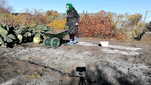 Работа в огороде не прекращается/октябрь 2024