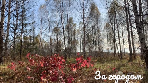 ГОТОВЛЮ САД к ЗИМЕ / ПРОГУЛКА на ПРИРОДЕ ОСЕНЬЮ / МНОГО РЕЦЕПТОВ