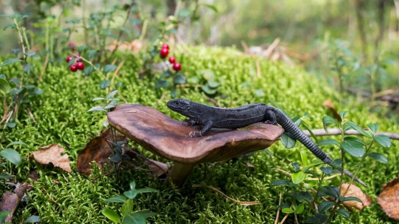     Черная ящерица в Барнауле. Марина Селезнева, vk.com/ostanovka_mgnovenia