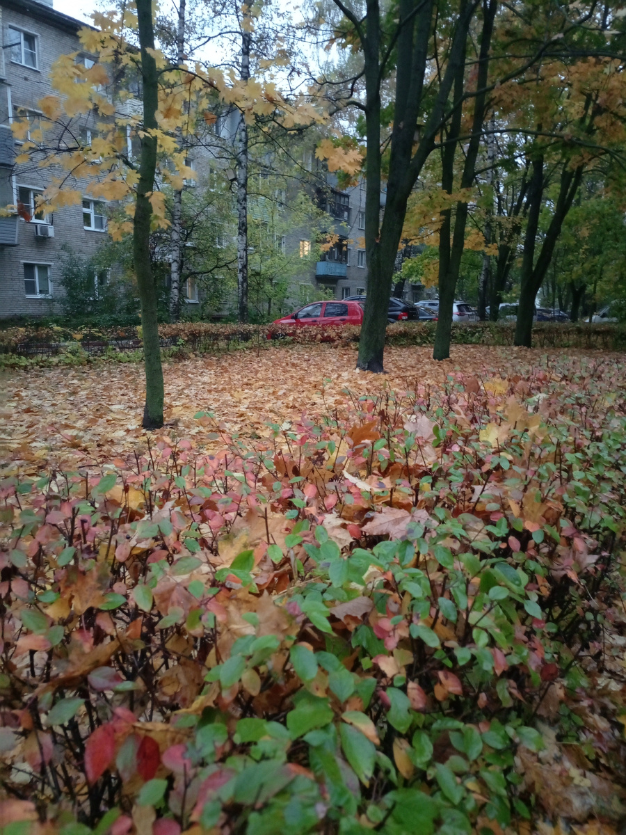 На ковре из жёлтых листьев...