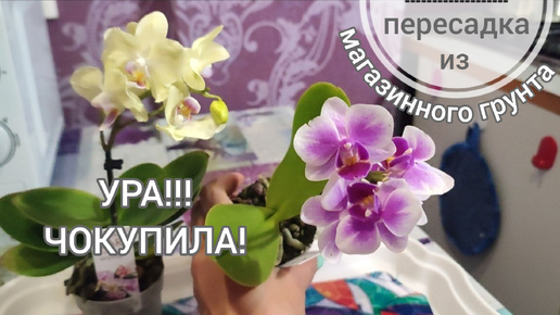 Ура, нашла мини фаленопсисы! Пересадка из магазинного грунта, осмотр корней.