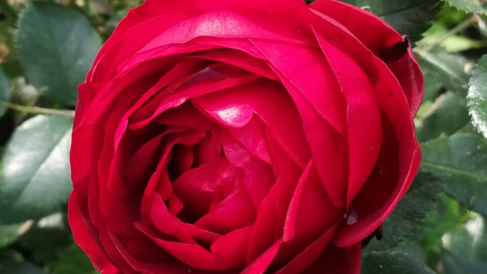 Обрезать розы осенью нужно только в этих крайних случаях