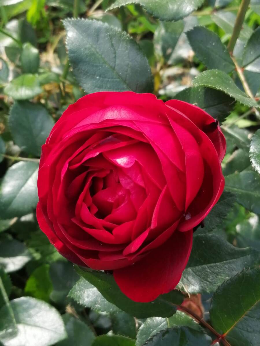 Новый сорт в этом году - Тиль Уленшпигель