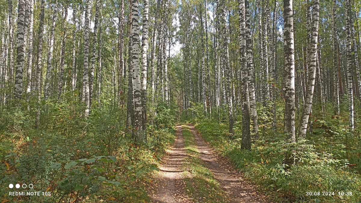 Вышли в лес. Он находится рядом, в пяти минутах ходьбы. Фото автора.