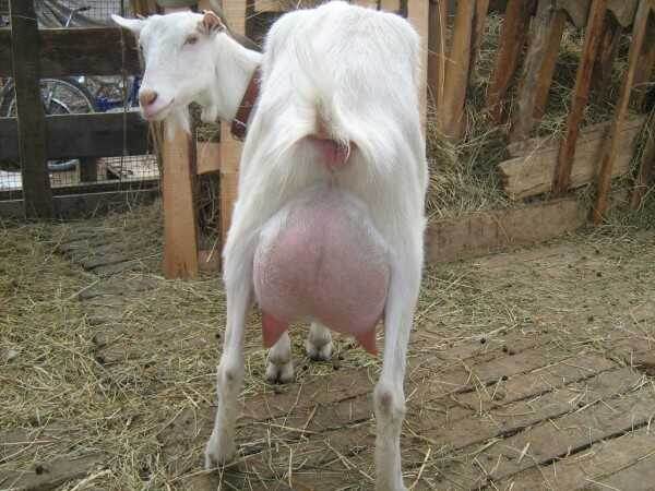 Наша капризуля