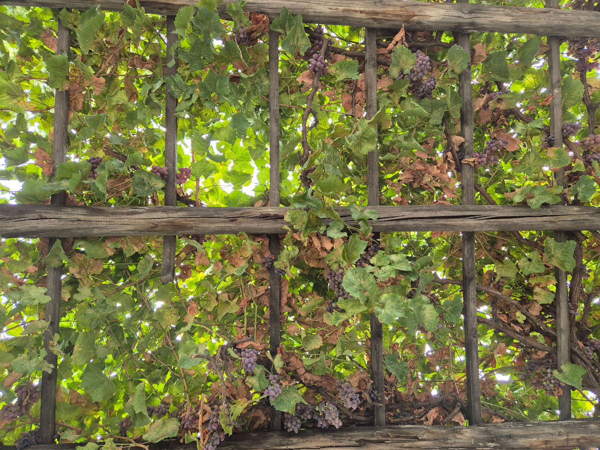 Виноградная лоза | Личное фото