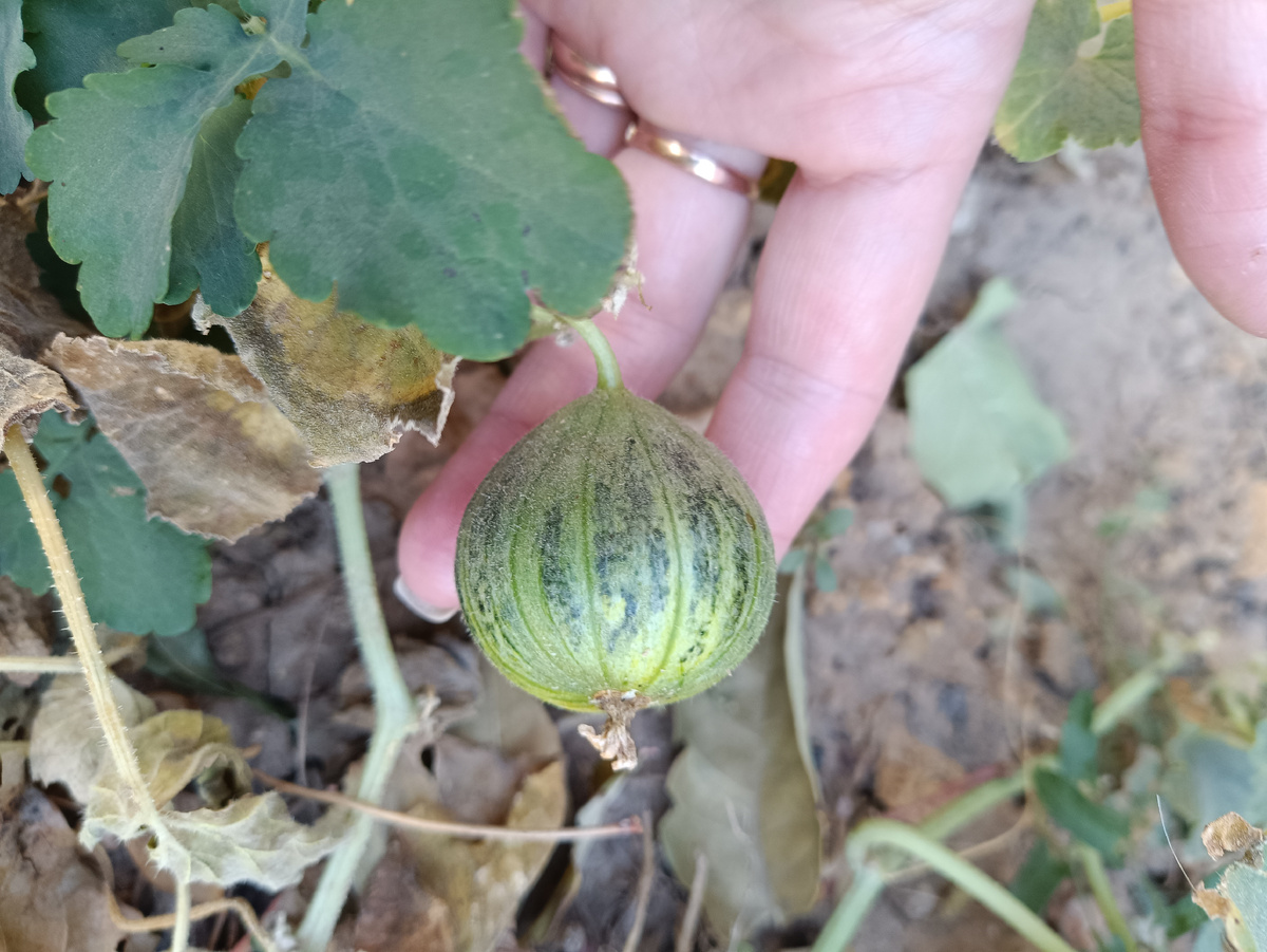 Моя 🍈 дыня 🤣
