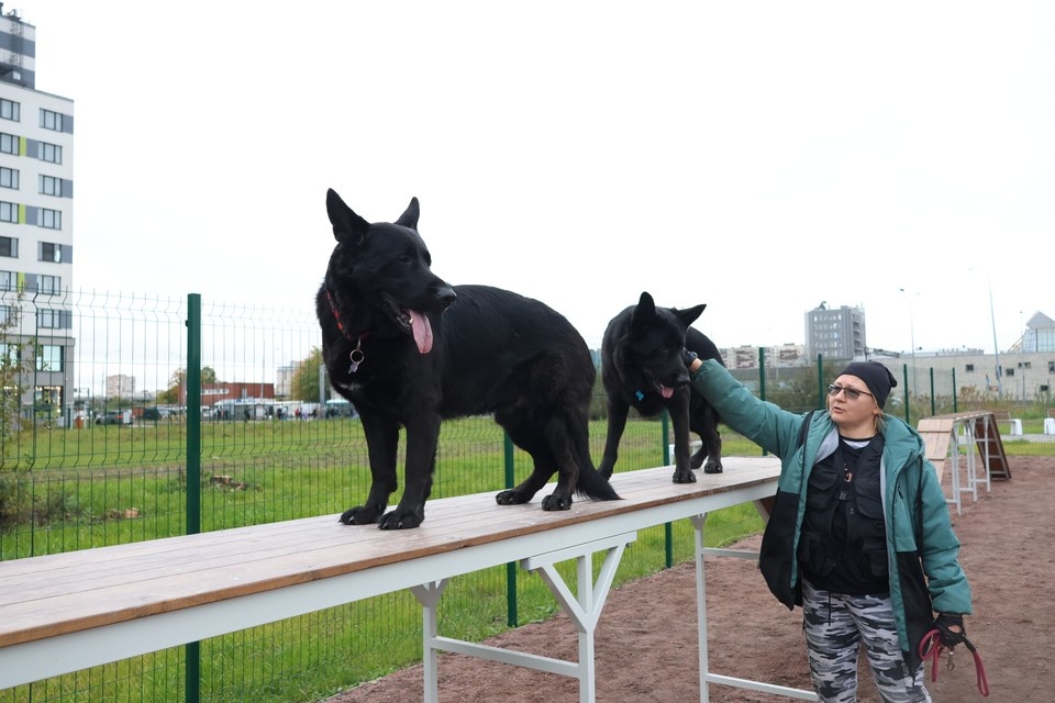    Четыре собачьи площадки построили в Петербурге за 2024 год. Но изменило ли это ситуацию с их нехваткой? Вероника ОВСЯННИКОВА