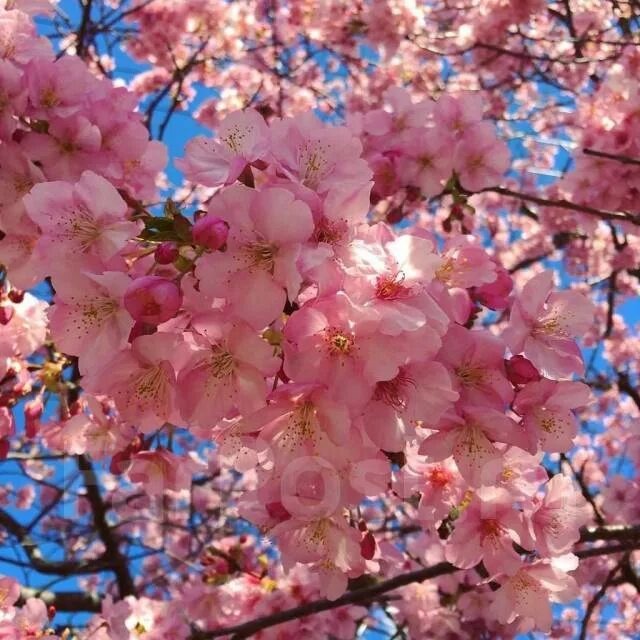 Яндекс картинки.