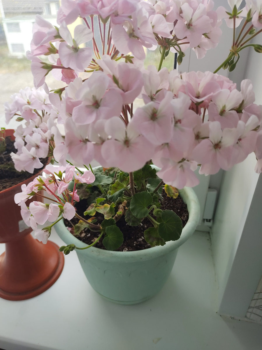 Моя герань.