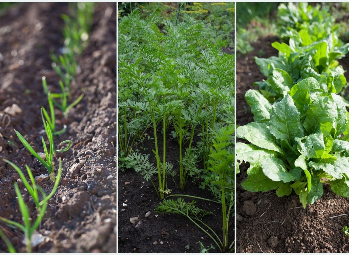 Зимующие в грунте овощи готовы к уборке намного раньше, чем те, которые мы сажаем или сеем весной
