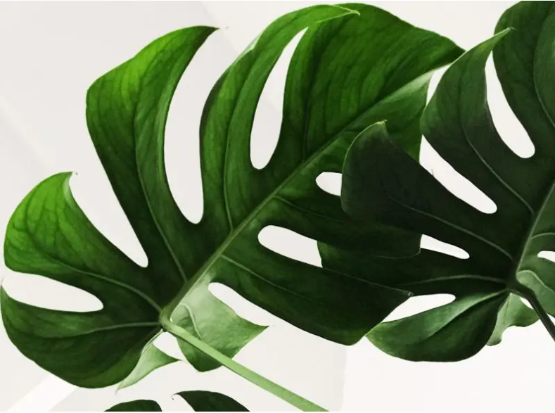 Monstera Deliciosa