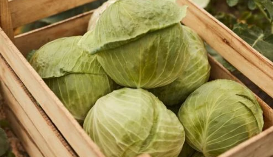 Когда убирать урожай капусты и как хранить кочаны зимой разными способами