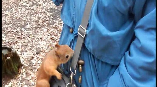 Видео. Белки в осеннем лесу. муз. В.Бохана. исп. автор.