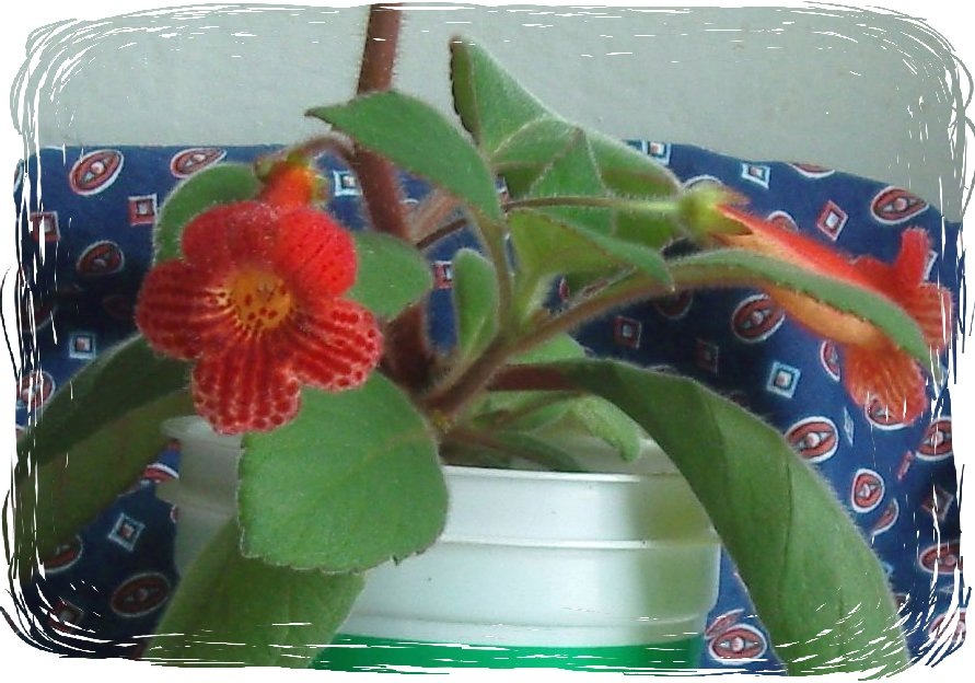 Комнатное растение колерия (фото автора).