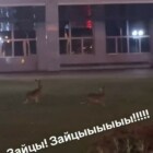  📷«Просто Animal Planet!» — В оживленном квартале Минска заметили зайцев