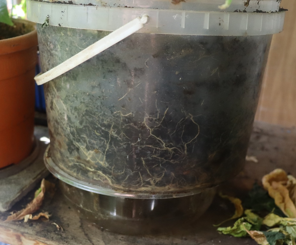 Корневая система Хабанеро подобна газу и стремится занять любой предоставленный объём.