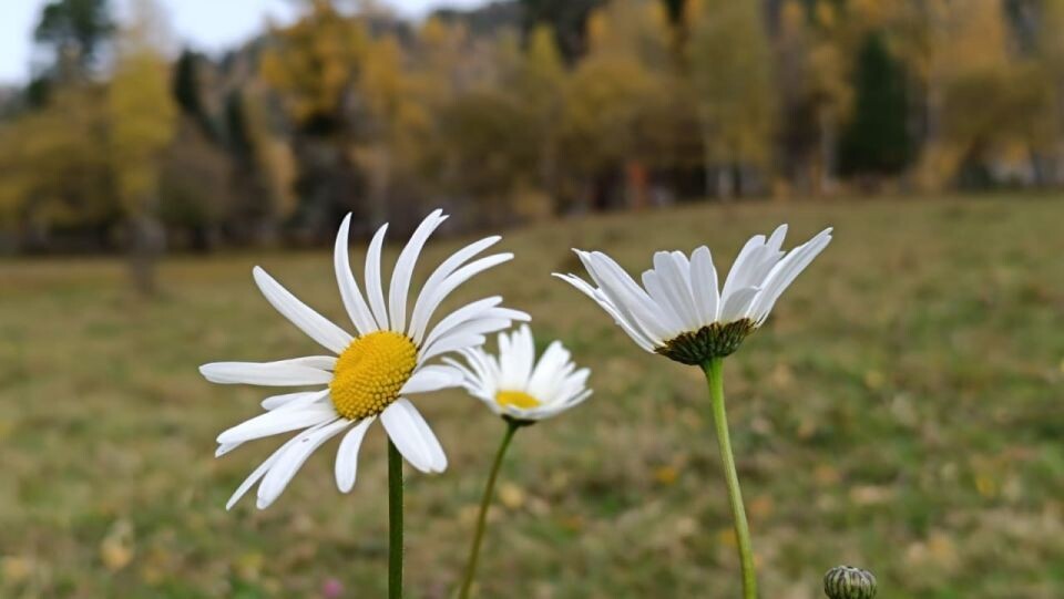    Цветы в Горном Алтае. Осень 2024. Источник: Александр Лотов / Telegram-канал Алтайского заповедника