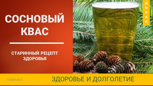 Хвойный квас🌲 - продлевает жизнь в 2 раза! Секрет долголетия🌲 Рецепт кваса.