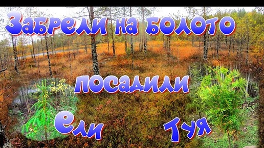 #Карелия 2021/Часть46/ Забрели на болото #Посадка хвойных растений.