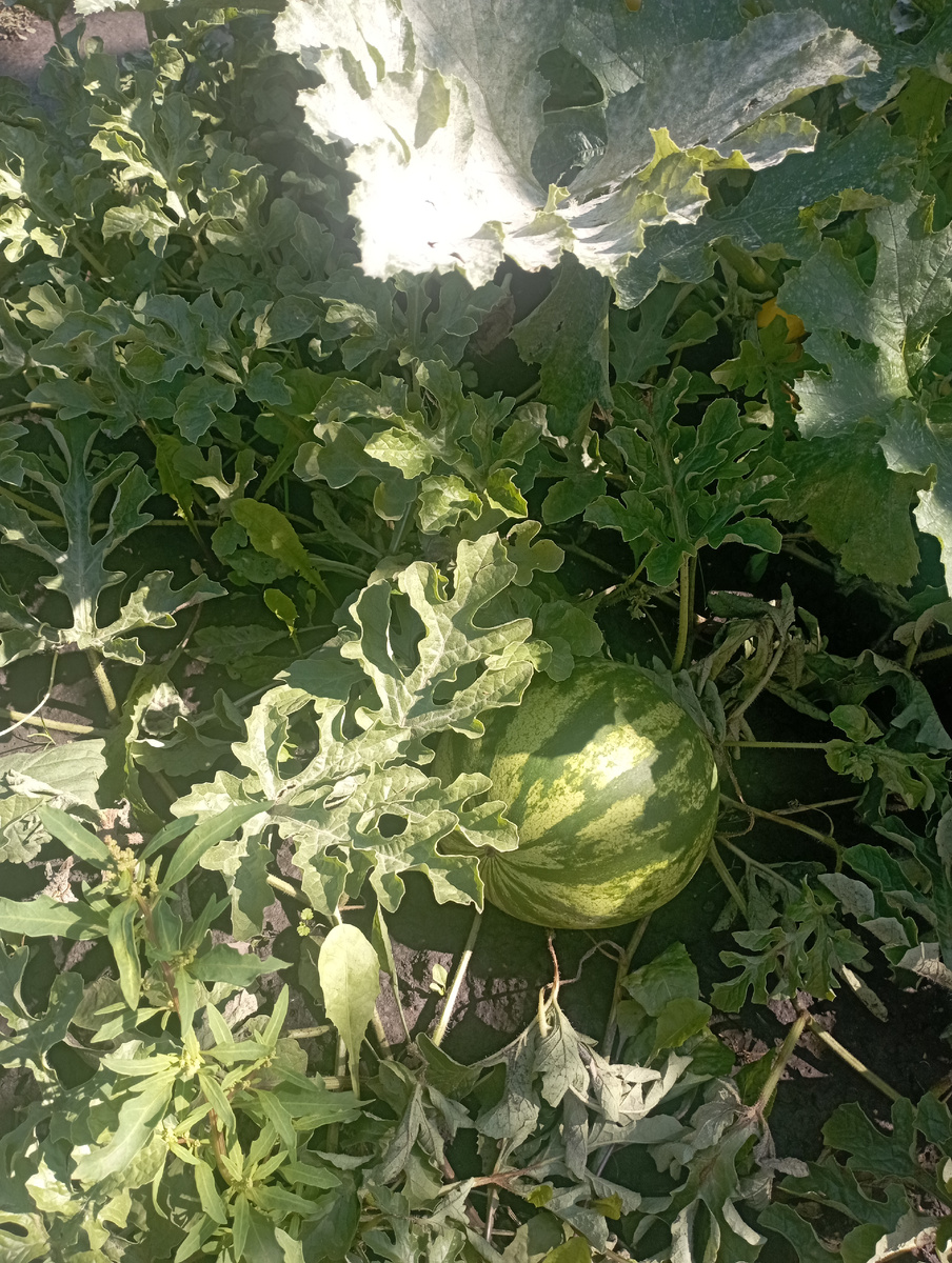 Вот росли бы дети на грядке... 