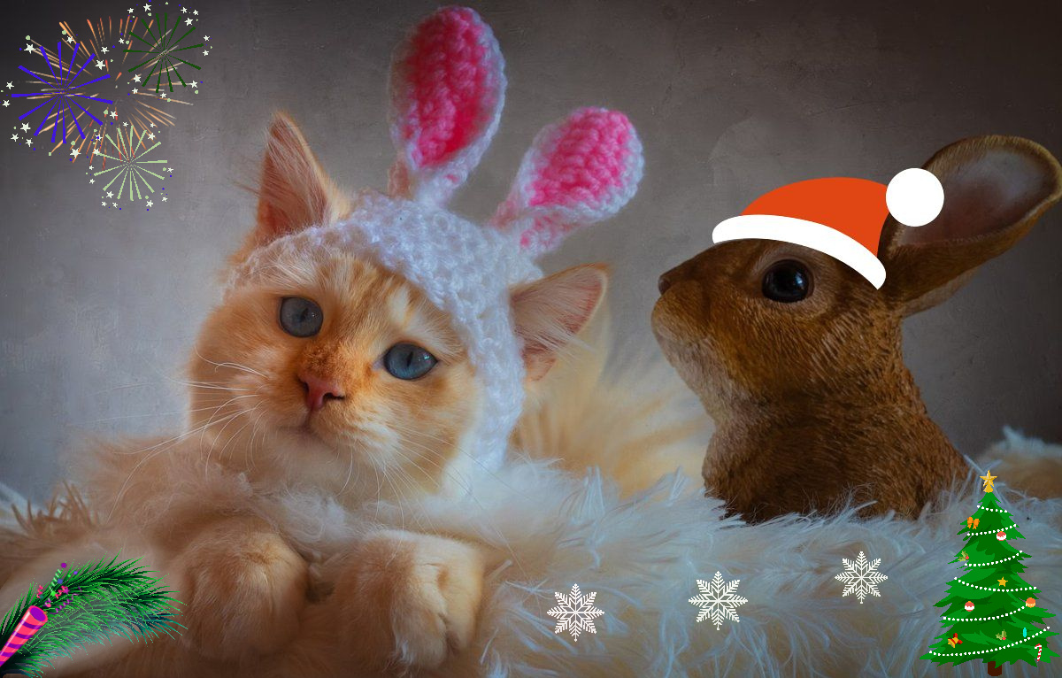 Кролик и кот