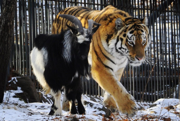 Настоящая дружба! у людей так же не получится