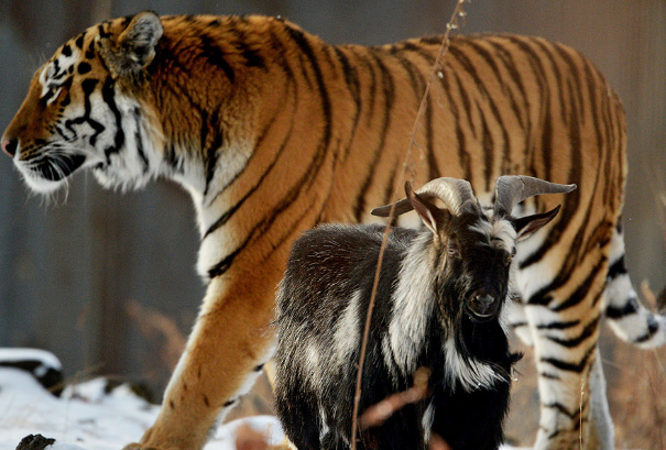 Бедного козлика цапнул тигр. Но Тимур сам виноват, что первый забодал.