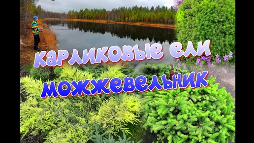 #Карелия 2021/Часть48/ Осенняя посадка, карликовые ели и можжевельник Голд Стар. Лесное озеро.