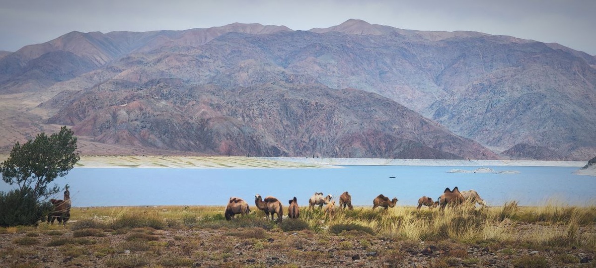 Это мы уже достаточно близко подошли к верблюдам. С дороги они выглядели намного мельче. Один из верблюдов уже заметил наше приближение и внимательно следит за нами.