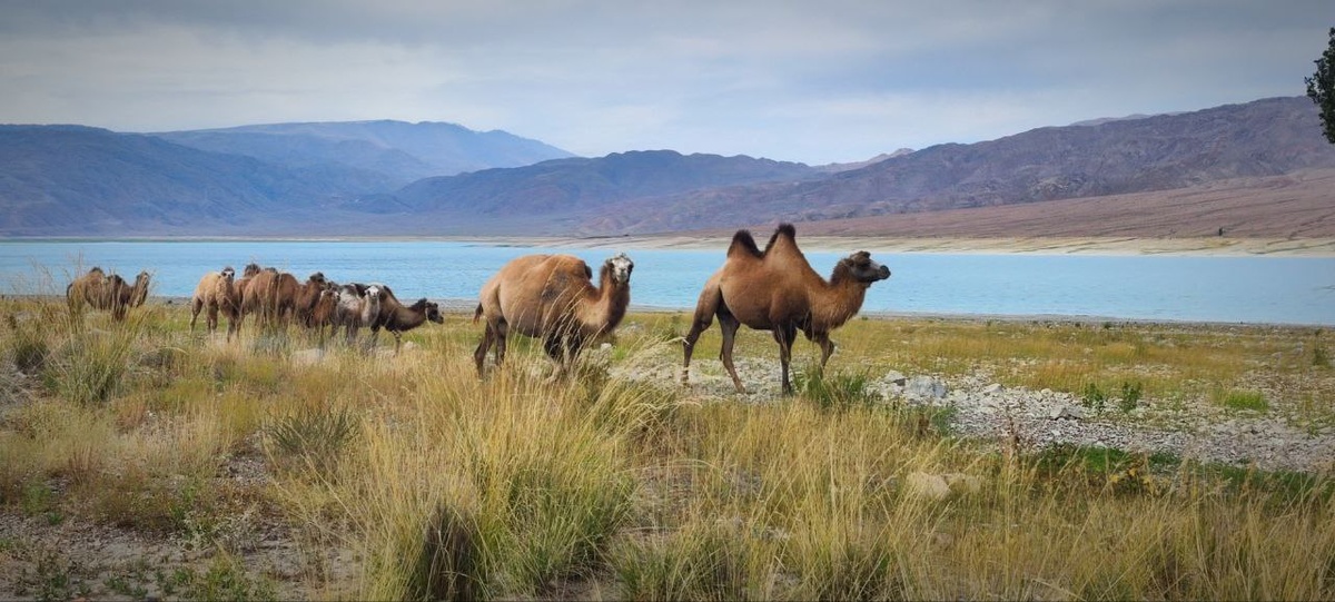 Верблюды на берегу водохранилища