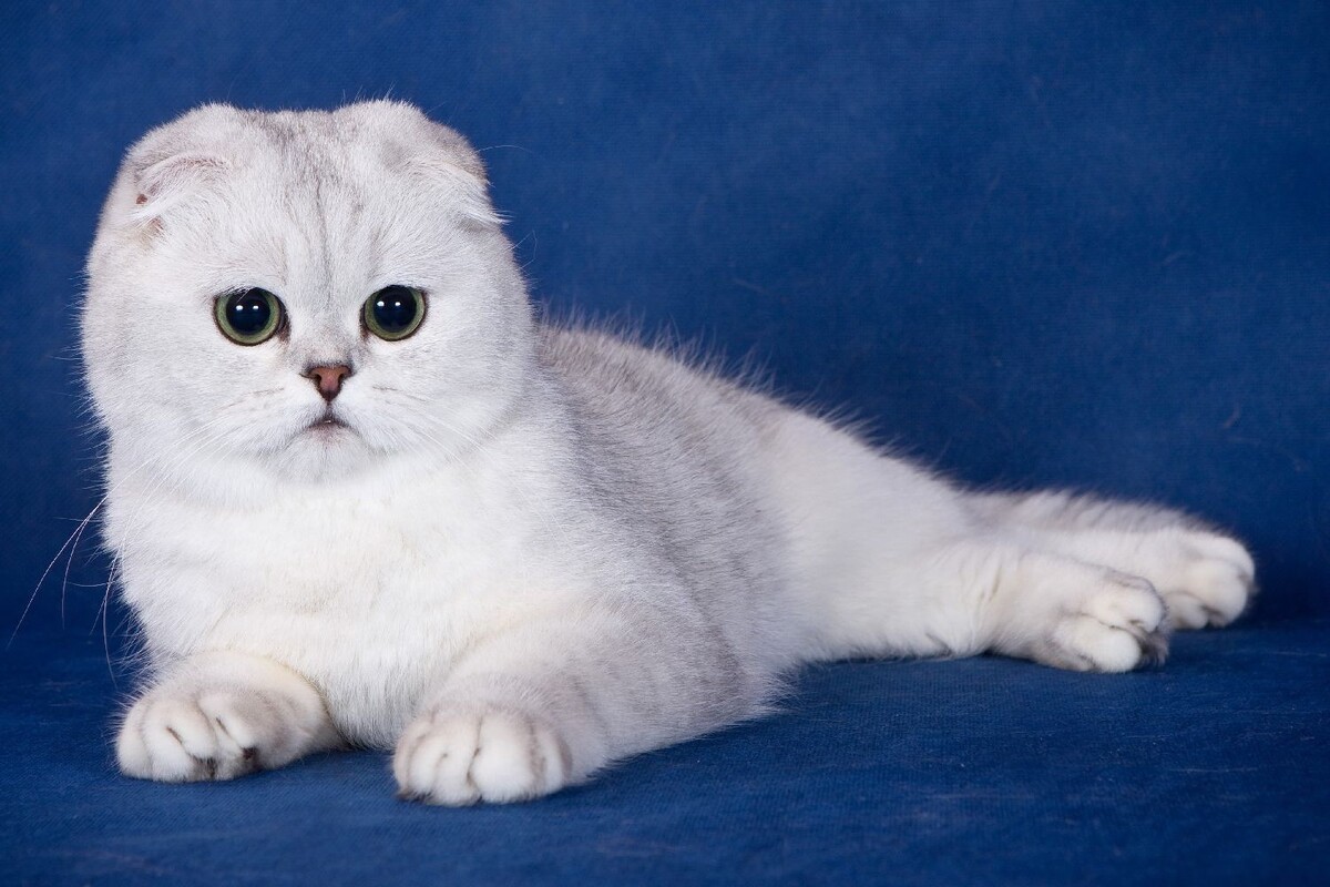 Шотландский вислоухий котенок.