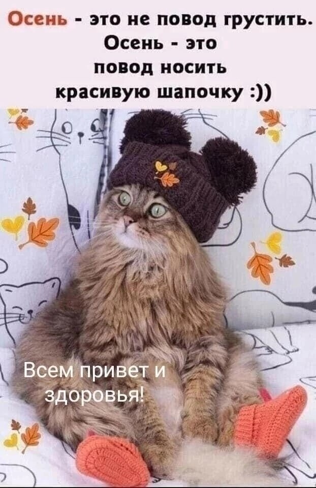 Милый котик. 