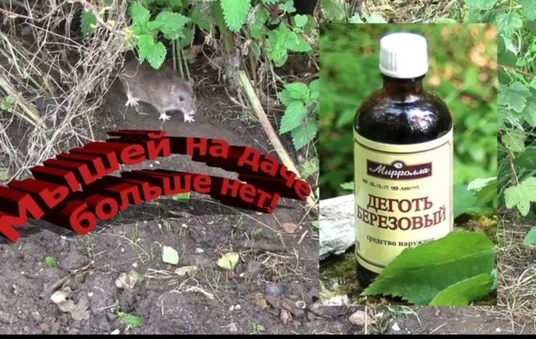 Идеальное средство от мышей! Проверено! 