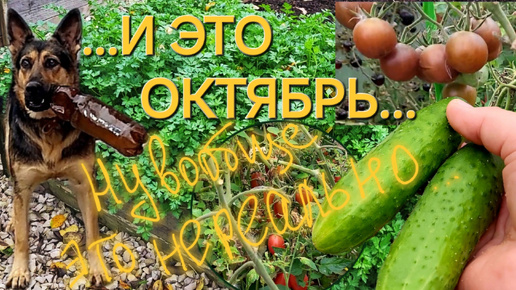 🍅Огород🥒/9 октября/Посмотрю сама и покажу вам/ОДНА В ДЕРЕВНЕ👱🏼‍♀️