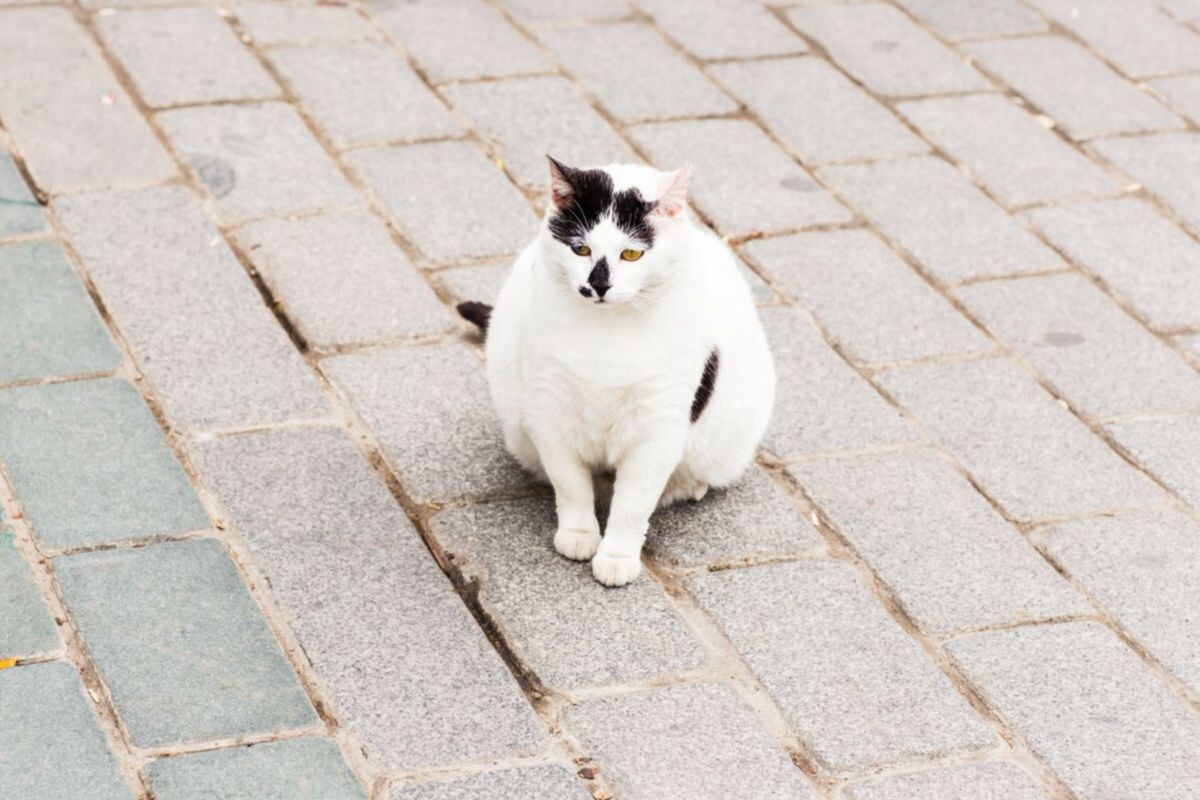 Ожирение и усталость могут указывать на синдром Кушинга у кошек