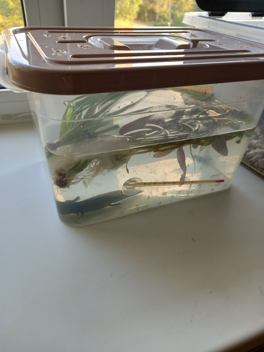 14 сентября 2024 год. Наш питомец аксолоталь.