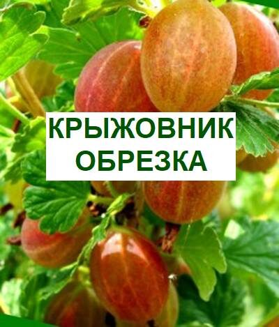 Как правильно обрезать крыжовник