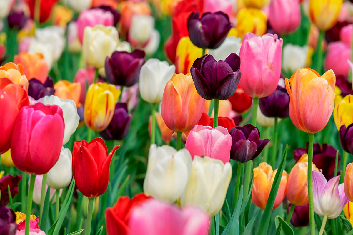    Фото: Couleur / Pixabay.com